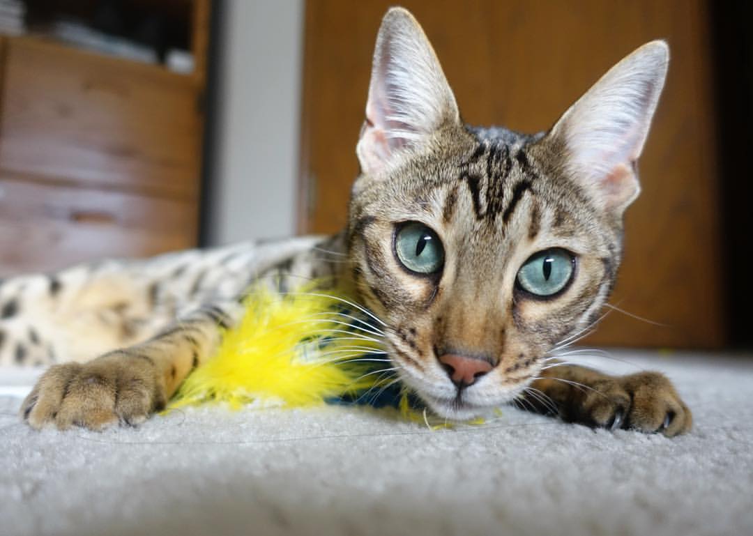 世界排名争夺战之夜,英格拉姆完成自我救赎